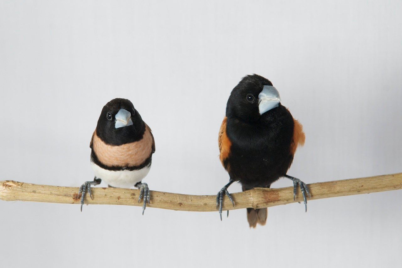 Recombining ancestral variation to generate phenotypic novelty